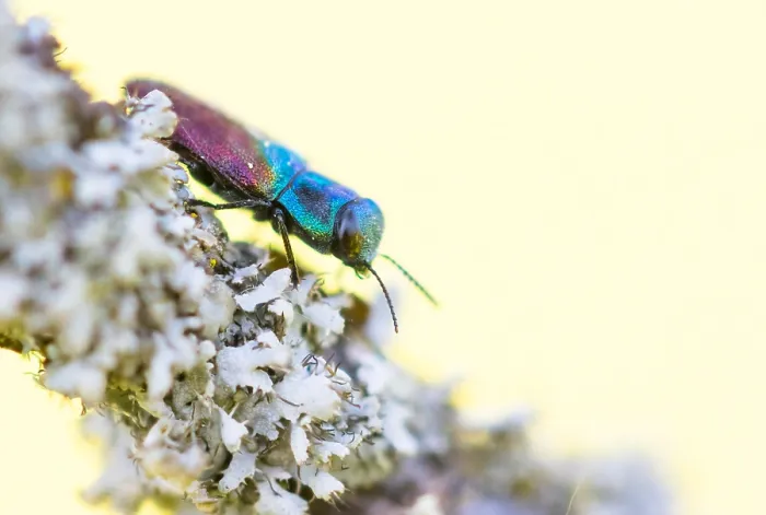 Framed Print : Macro image of an insect in Germany