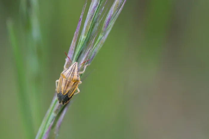 Framed Print : Macro image of an insect in Germany Framed Print : Macro image of an insect in Germany
