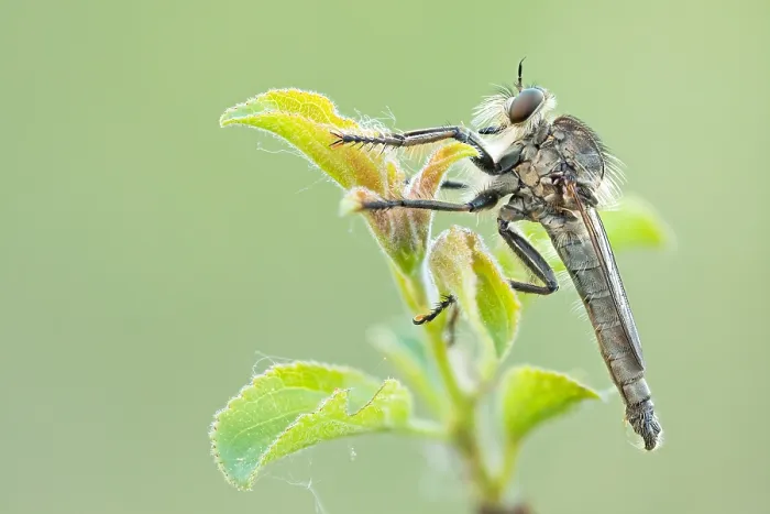 Framed Print : Macro image of an insect in Germany