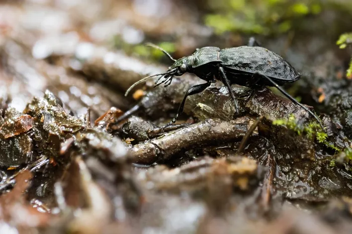 Framed Print : Macro image of an insect in Germany
