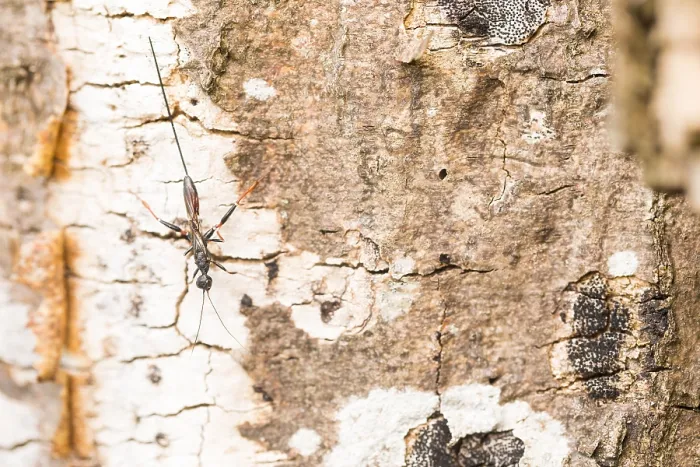 Framed Print : Macro image of an insect in Germany