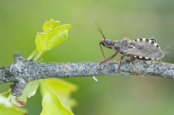 Framed Print : Macro image of an insect in Germany Framed Print : Macro image of an insect in Germany