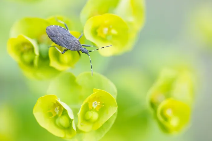 Framed Print : Macro image of an insect in Germany Framed Print : Macro image of an insect in Germany