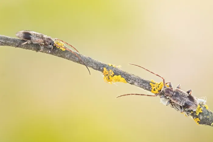Framed Print : Macro image of an insect in Germany