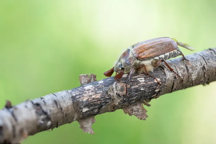Framed Print : Macro image of an insect in Germany