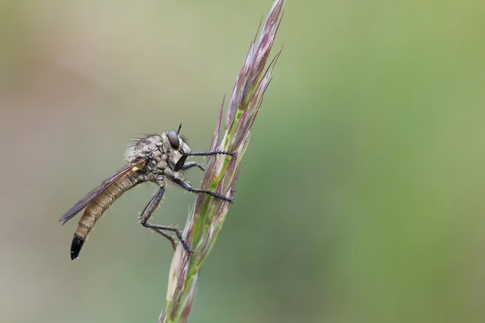 Framed Print : Macro image of an insect in Germany