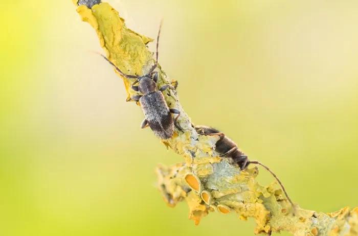 Framed Print : Macro image of an insect in Germany
