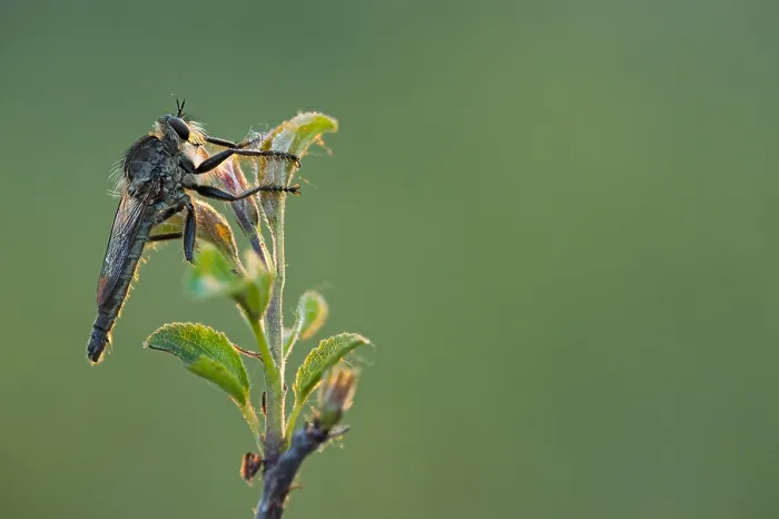 Framed Print : Macro image of an insect in Germany