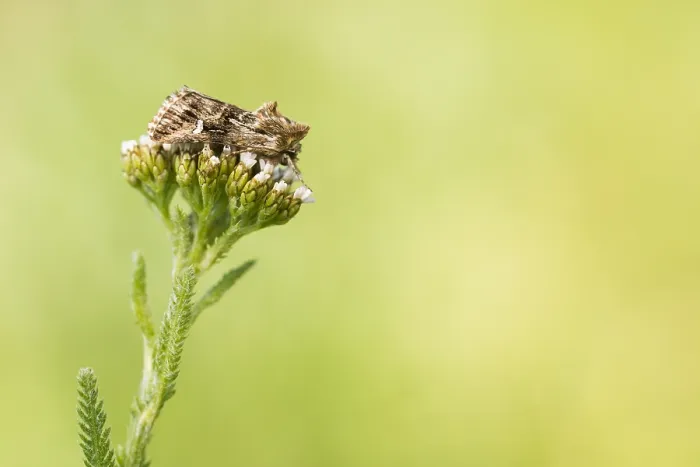 Framed Print : Macro image of an insect in Germany