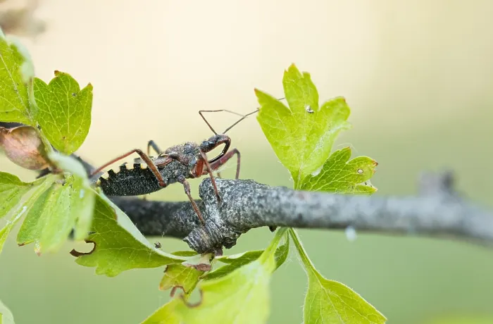 Framed Print : Macro image of an insect in Germany