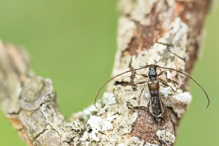 Framed Print : Macro image of an insect in Germany