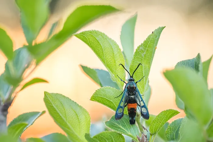 Framed Print : Macro image of an insect in Germany