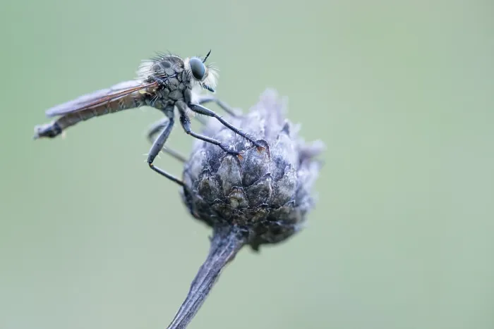Framed Print : Macro image of an insect in Germany