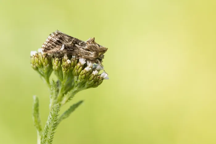 Framed Print : Macro image of an insect in Germany