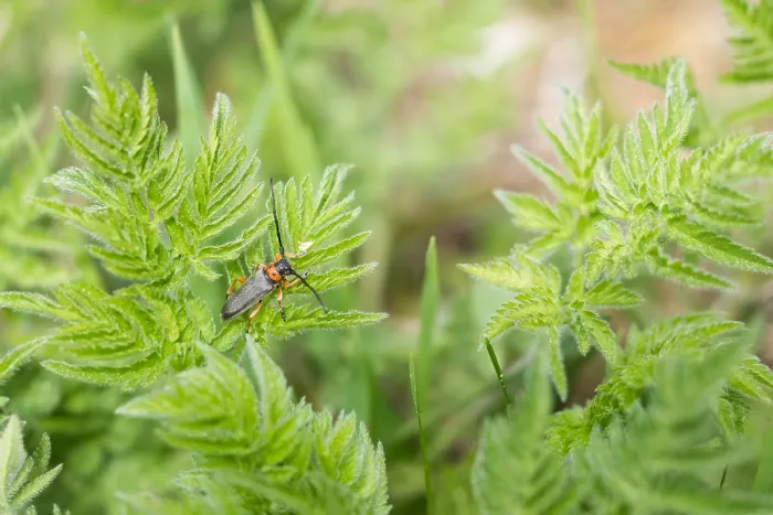 Framed Print : Macro image of an insect in Germany