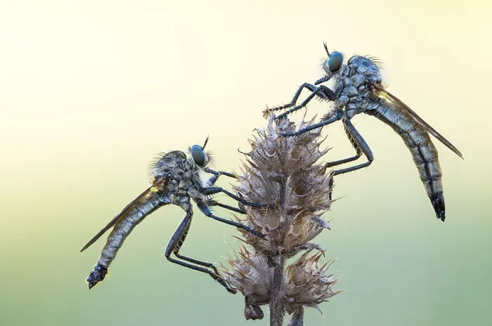 Framed Print : Macro image of an insect in Germany Framed Print : Macro image of an insect in Germany