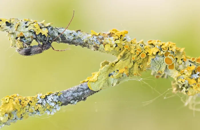 Framed Print : Macro image of an insect in Germany