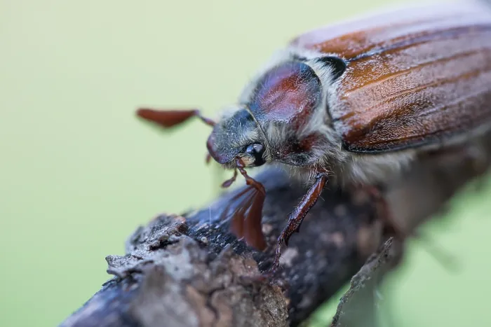Framed Print : Macro image of an insect in Germany