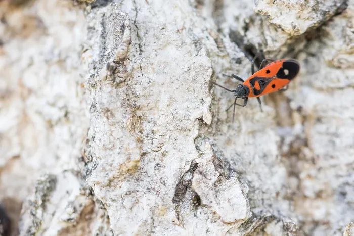 Framed Print : Macro image of an insect in Germany
