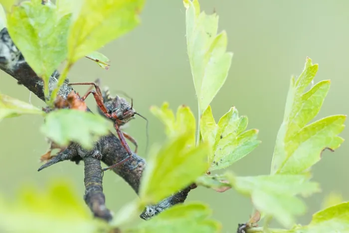 Framed Print : Macro image of an insect in Germany