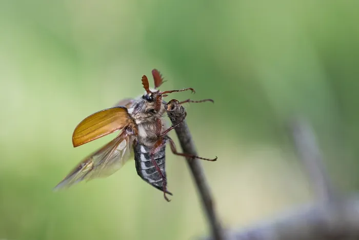 Framed Print : Macro image of an insect in Germany