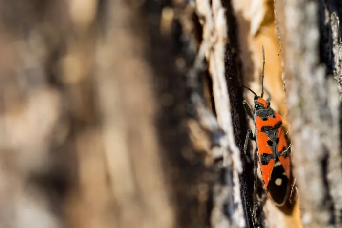 Framed Print : Macro image of an insect in Germany