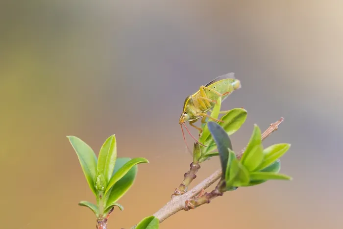 Framed Print : Macro image of an insect in Germany