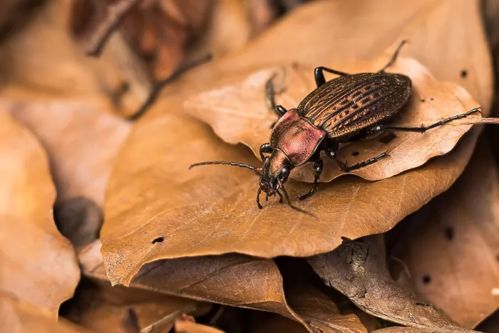 Framed Print : Macro image of an insect in Germany