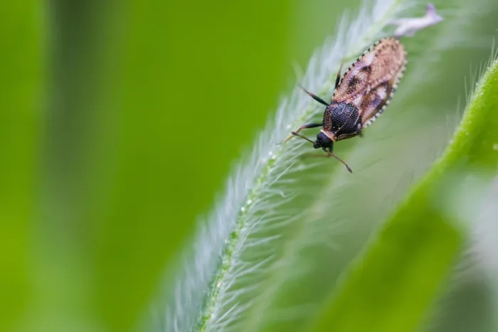 Framed Print : Macro image of an insect in Germany