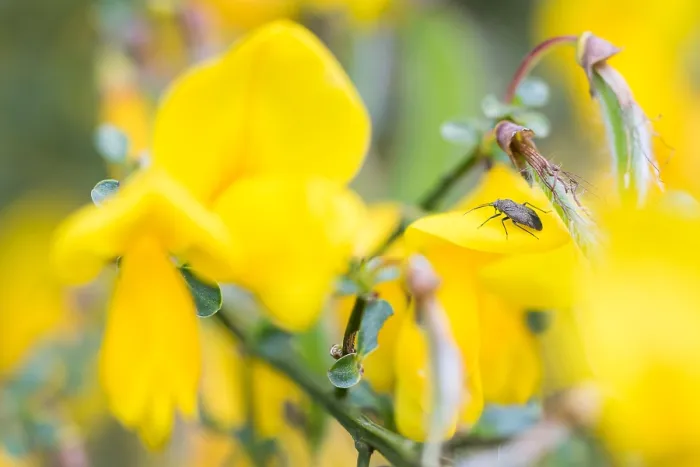 Framed Print : Macro image of an insect in Germany