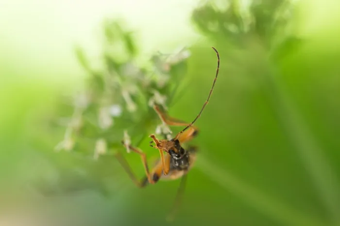 Framed Print : Macro image of an insect in Germany