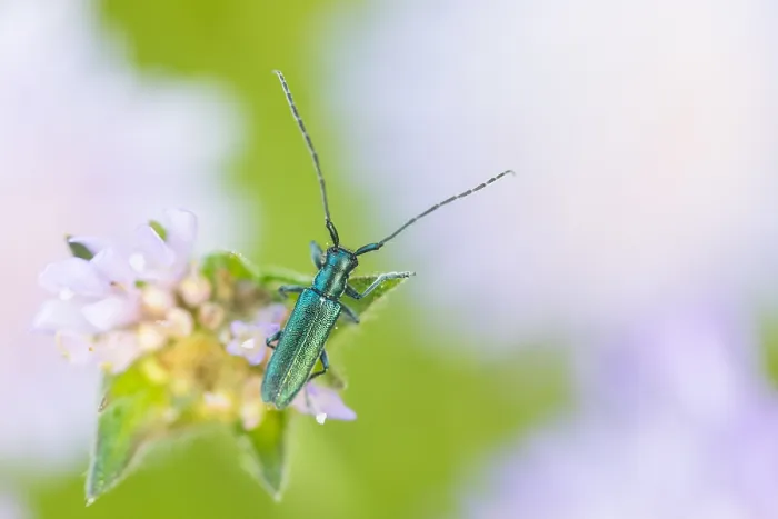 Framed Print : Macro image of an insect in Germany