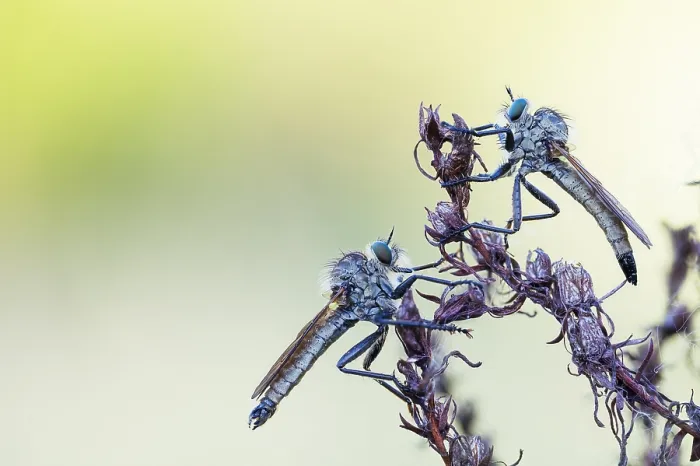 Framed Print : Macro image of an insect in Germany