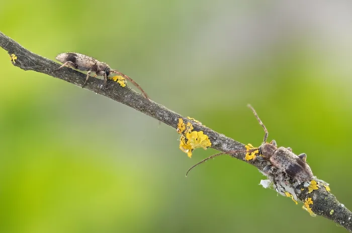 Framed Print : Macro image of an insect in Germany