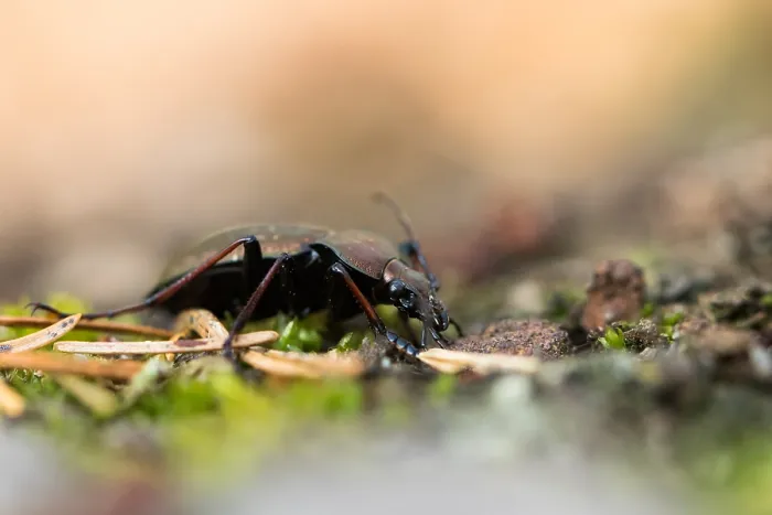 Framed Print : Macro image of an insect in Germany Framed Print : Macro image of an insect in Germany