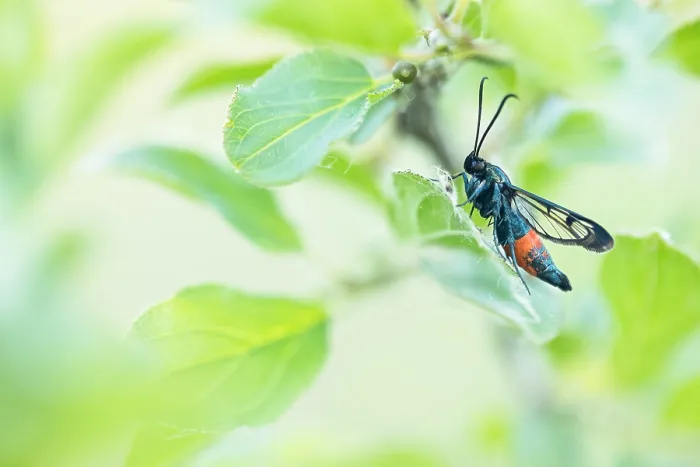 Framed Print : Macro image of an insect in Germany