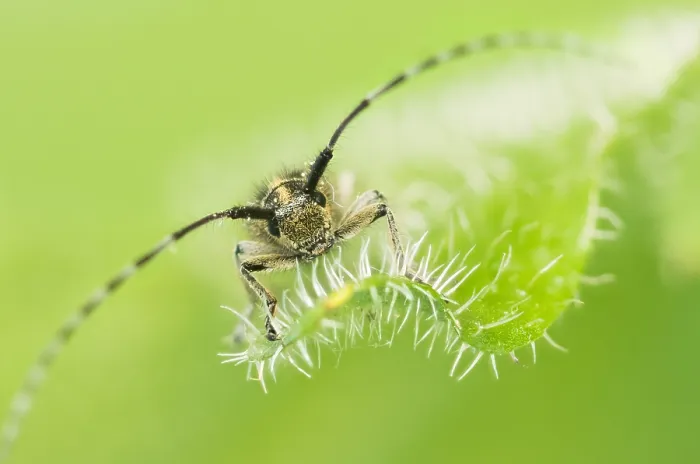 Framed Print : Macro image of an insect in Germany Framed Print : Macro image of an insect in Germany
