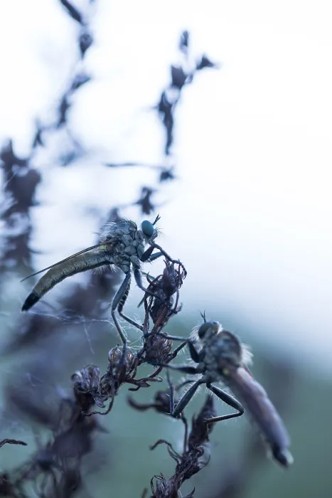 Framed Print : Macro image of an insect in Germany