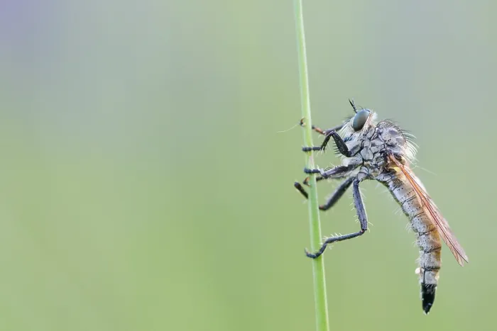 Framed Print : Macro image of an insect in Germany