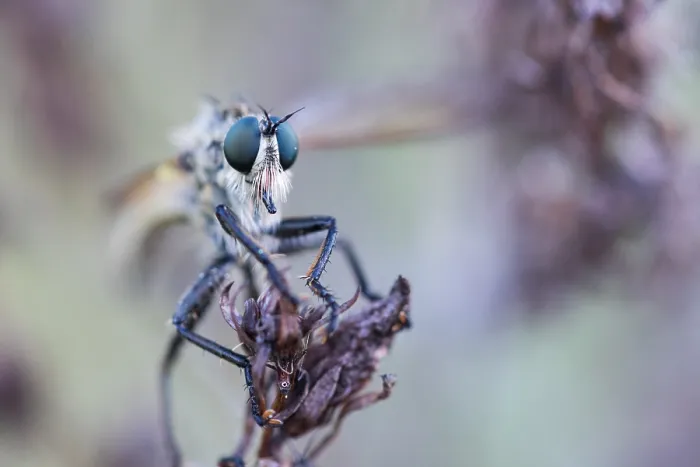 Framed Print : Macro image of an insect in Germany Framed Print : Macro image of an insect in Germany