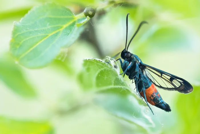 Framed Print : Macro image of an insect in Germany Framed Print : Macro image of an insect in Germany