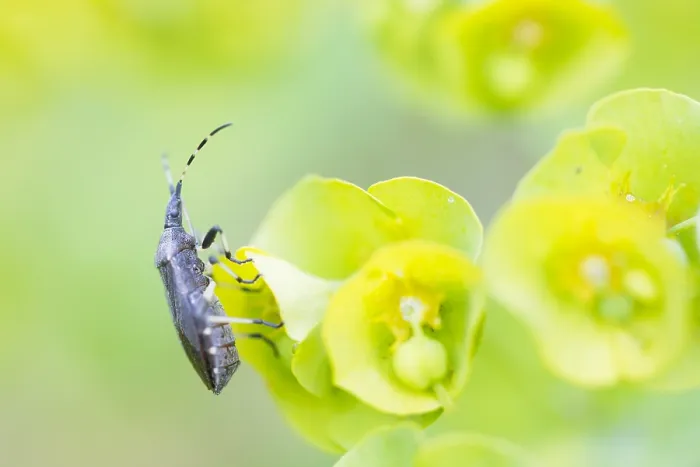 Framed Print : Macro image of an insect in Germany Framed Print : Macro image of an insect in Germany