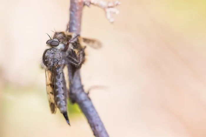 Framed Print : Macro image of an insect in Germany