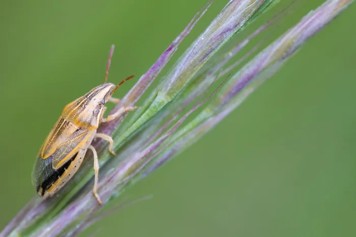 Framed Print : Macro image of an insect in Germany Framed Print : Macro image of an insect in Germany