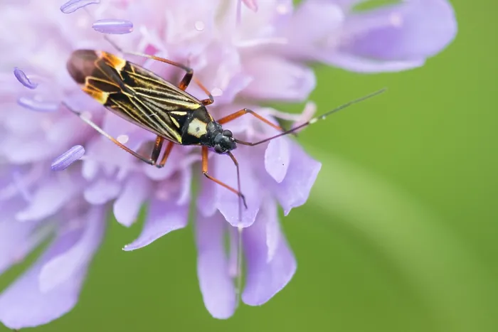 Framed Print : Macro image of an insect in Germany Framed Print : Macro image of an insect in Germany