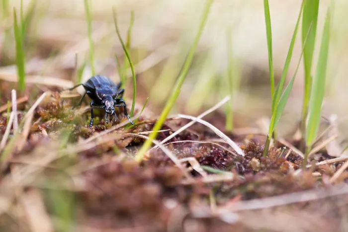 Framed Print : Macro image of an insect in Germany