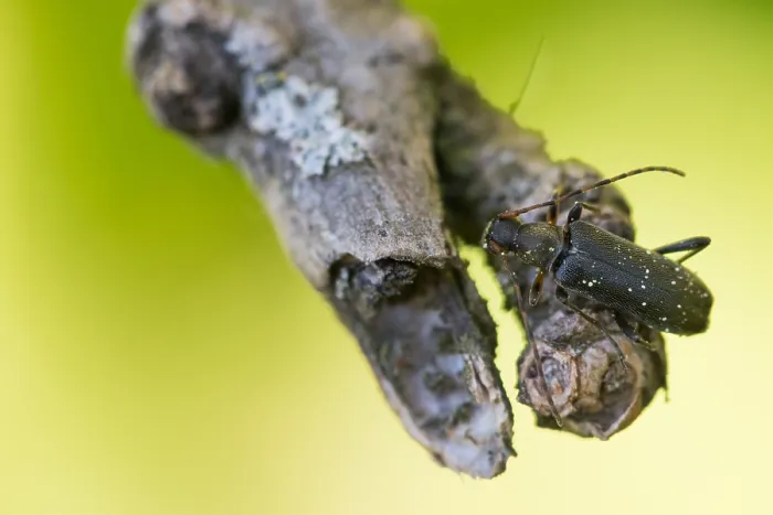 Framed Print : Macro image of an insect in Germany