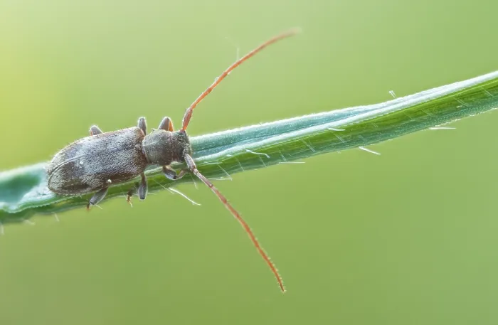 Framed Print : Macro image of an insect in Germany