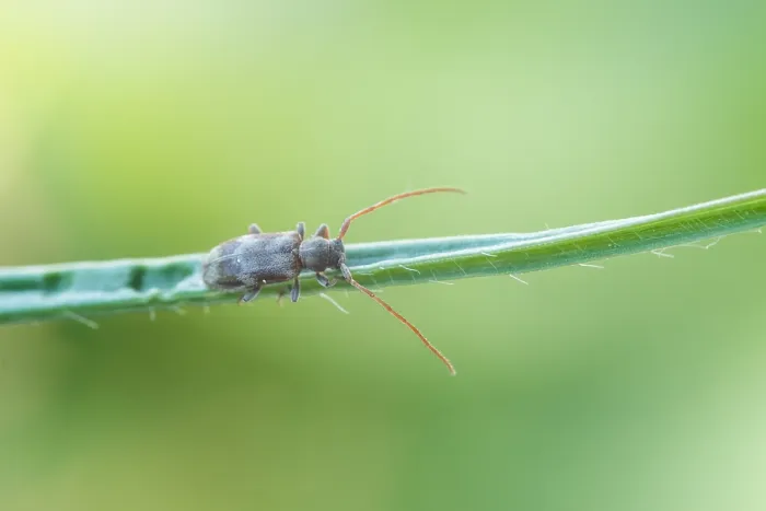 Framed Print : Macro image of an insect in Germany