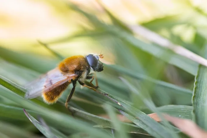 Framed Print : Macro image of an insect in Germany